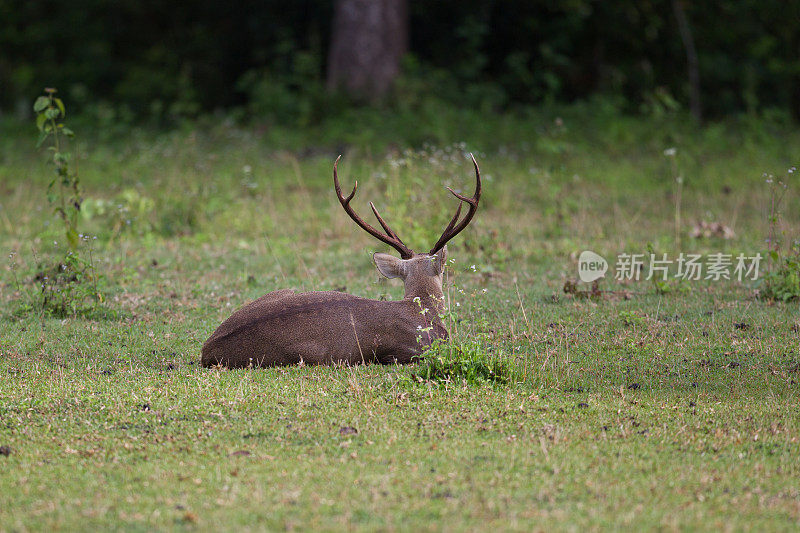 动物:成年雄性棕角鹿，又称坡鹿，或thamin (Rucervus eldii或Panolia eldii)。